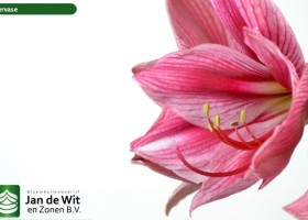 hippeastrum Gervase (3)